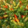 Buy Hawaiian Chili Pepper