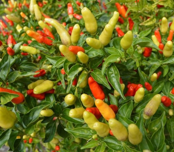 Buy Hawaiian Chili Pepper