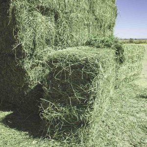 Buy Alfalfa Hay