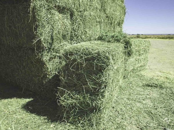 Buy Alfalfa Hay