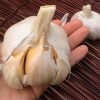 Elephant Garlic for Sale