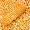 Buy Yellow Maize