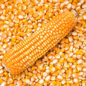 Buy Yellow Maize