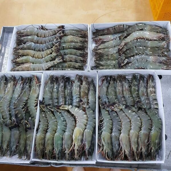 Premium IQF Black Tiger Shrimp
