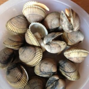 IQF Frozen Blood Clam & Clam Meat