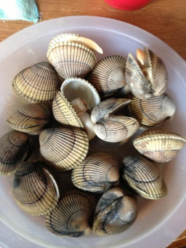 IQF Frozen Blood Clam & Clam Meat