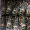 Wholesale Frozen Lobster Tails