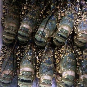Wholesale Frozen Lobster Tails