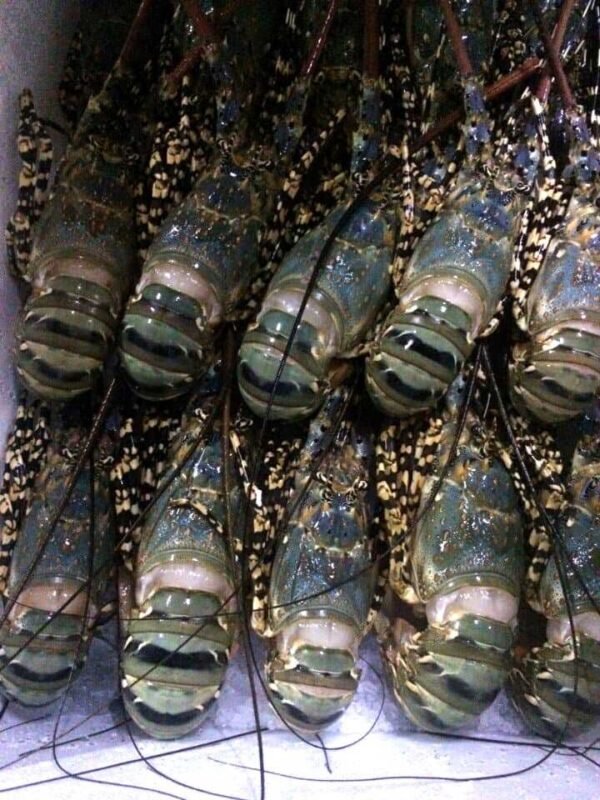Wholesale Frozen Lobster Tails