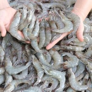 wholesale white shrimp