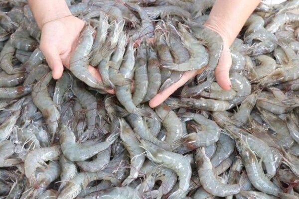 wholesale white shrimp