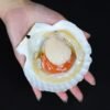 Frozen Sea Scallops Wholesale