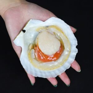 Frozen Sea Scallops Wholesale