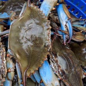 Wholesale Fresh Crab