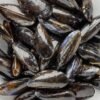 Frozen Pasteurized Shellfish Mussels
