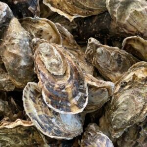 Fresh Organic French Oysters